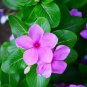10 Pcs Violet Star Vinca Flower Seeds