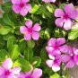 10 Pcs Violet Star Vinca Flower Seeds