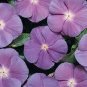 10 Pcs Heirloom Sunstorm Deep Purple Vinca Seeds