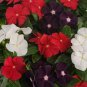 10 Pcs Jams 'N Jellies American Pie Mixture Vinca