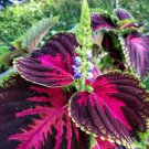 20 Pcs Kong Red Giant Coleus Herbs Seeds