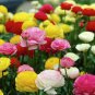 20 Pcs Ranunculus Seed Ranunculus Asiaticus Flowers Seeds Hot Home Garden Plant