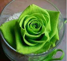 50 Pcs Chinese Green Rose Bush Seedling Seed Rosa Chinensis Flower