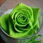 50 Pcs Chinese Green Rose Bush Seedling Seed Rosa Chinensis Flower