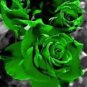 50 Pcs Chinese Green Rose Bush Seedling Seed Rosa Chinensis Flower