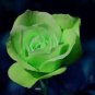 50 Pcs Chinese Green Rose Bush Seedling Seed Rosa Chinensis Flower