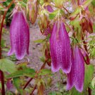 30 Pcs Campanula Punctata Rubriflora BELLFLOWER SPOTTED Flower SEEDS