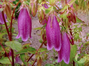 30 Pcs Campanula Punctata Rubriflora BELLFLOWER SPOTTED Flower SEEDS