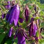 30 Pcs Campanula Punctata Rubriflora BELLFLOWER SPOTTED Flower SEEDS