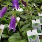30 Pcs Campanula Punctata Rubriflora BELLFLOWER SPOTTED Flower SEEDS