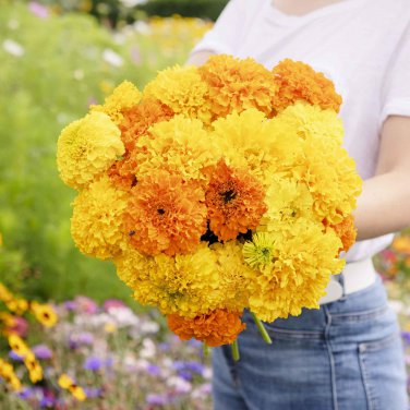 30 Pcs Marigold African Crackerjack Yellow Seeds