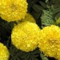 30 Pcs Marigold African Crackerjack Yellow Seeds