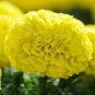 30 Pcs Marigold African Crackerjack Yellow Seeds
