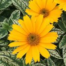 50 Pcs Heliopsis Helianthoides FALSE SUNFLOWER LORAINE SUNSHINE VARIEGATED 50 Pcs Heliopsis Helianthoides FALSE SUNFLOWER LORAINE SUNSHINE VARIEGATED