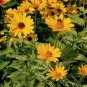 50 Pcs Heliopsis Helianthoides FALSE SUNFLOWER LORAINE SUNSHINE VARIEGATED