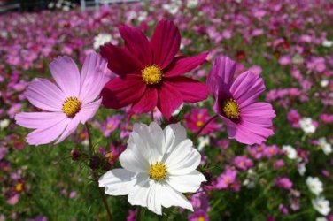 50 Pcs Cosmos Sensation Mix Flower Seeds Bipinnatus Mexican aster Annual Herb