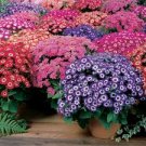 30 Pcs Cineraria Hybrida Royalty Mixed Flower Annual Shade Loving or Indoor