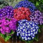 30 Pcs Cineraria Hybrida Royalty Mixed Flower Annual Shade Loving or Indoor