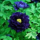 5 Pcs Rare 'Luo Yang' Dark Blue Tree Peony Flower Bonsai 5 Pcs Rare 'Luo Yang' Dark Blue Tree Peony Flower Bonsai