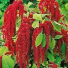 100 Pcs Amaranthus Red Flower Red Leaves Annual Plant Seeds 100 Pcs Amaranthus Red Flower Red Leaves Annual Plant Seeds