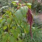 100 Pcs Amaranthus Red Flower Red Leaves Annual Plant Seeds