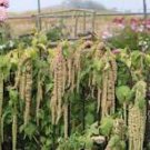 100 Pcs Amaranthus Green Flower Green Leaves Hanging Plant Seeds 100 Pcs Amaranthus Green Flower Green Leaves Hanging Plant Seeds