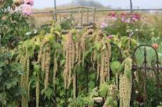 100 Pcs Amaranthus Green Flower Green Leaves Hanging Plant Seeds