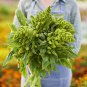 100 Pcs Amaranthus Green Flower Green Leaves Hanging Plant Seeds