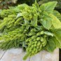 100 Pcs Amaranthus Green Flower Green Leaves Hanging Plant Seeds
