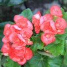 35 Pcs 9 Types of Begonia Flower Seeds