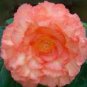 35 Pcs 9 Types of Begonia Flower Seeds