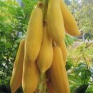 9 Pcs Yellow Papaya Tree Female tasty big chest enlarging fruits