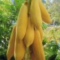 9 Pcs Yellow Papaya Tree Female tasty big chest enlarging fruits