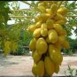 9 Pcs Yellow Papaya Tree Female tasty big chest enlarging fruits