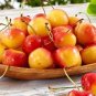 20 Pcs Rainier Cherries Female Seeds