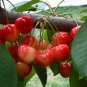 20 Pcs Rainier Cherries Female Seeds