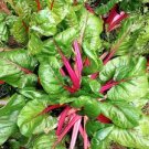 20 Pcs Perpetual Spinach varieties Swiss Chard Pink Flamngo Edible Vegetable Seeds 20 Pcs Perpetual Spinach varieties Swiss Chard Pink Flamngo Edible Vegetable Seeds