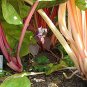 20 Pcs Perpetual Spinach varieties Swiss Chard Pink Flamngo Edible Vegetable Seeds