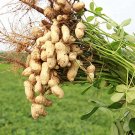 10 Pcs Jumbo Virginia Peanuts Untreated Seeds 10 Pcs Jumbo Virginia Peanuts Untreated Seeds