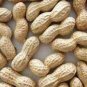 10 Pcs Jumbo Virginia Peanuts Untreated Seeds