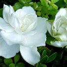28 Pcs Gardenia Jasminoides Cape Jasmine Heirloom Seeds 28 Pcs Gardenia Jasminoides Cape Jasmine Heirloom Seeds