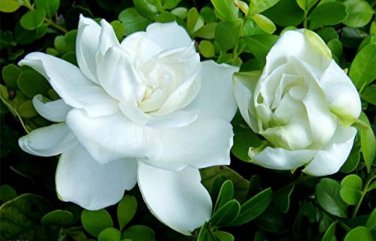 28 Pcs Gardenia Jasminoides Cape Jasmine Heirloom Seeds