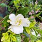 28 Pcs Gardenia Jasminoides Cape Jasmine Heirloom Seeds
