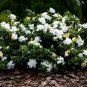 28 Pcs Gardenia Jasminoides Cape Jasmine Heirloom Seeds
