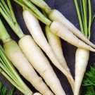 15 Pcs Carrot White Lunar Carrot Seeds