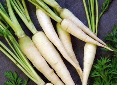 15 Pcs Carrot White Lunar Carrot Seeds