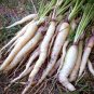 15 Pcs Carrot White Lunar Carrot Seeds