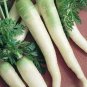15 Pcs Carrot White Lunar Carrot Seeds