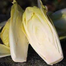 20 Pcs Belgium Endive Chicory Seeds