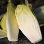 20 Pcs Belgium Endive Chicory Seeds